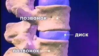 Ваш здоровый позвоночник