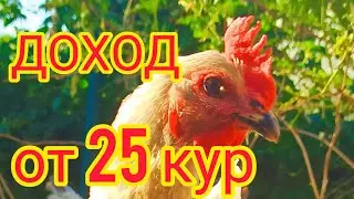 Income from 25 laying hens. How many eggs do 25 hens lay? 🐔
