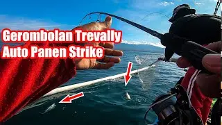 IKAN BESAR ini sifatnya bergerombol PASTI PANEN STRIKE DIJAMIN