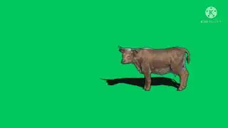 green screen cow walking video | green screen cow video