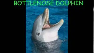 BOTTLENOSE DOLPHIN | Animal Sounds For Children To Learn