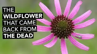 The Wildflower That Came Back From The Dead