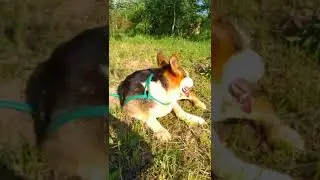 Symiko.ru | Собака Долли ищет дом. Отдаем бесплатно. Собаки в дар в добрые руки.