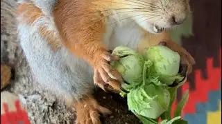 Зеленый фундук кушает белка 💚 #animals  #funny