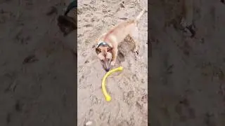 с новой игрушкой. 