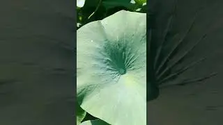 Благодатное место