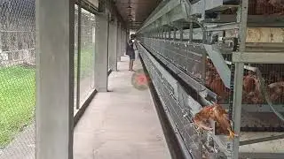 EP Farming || Kandang pulet semi close