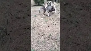 Брачные игры Кавказских овчарок #animal #собака #dog #животные #doglover #animaldog