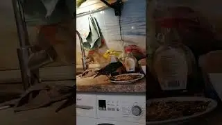 Скворцы хозяева кухни))