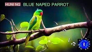 PHILIPPINE BLUE NAPED PARROT | HUNI NG PIKOY #huntsman_ph