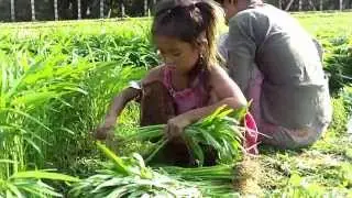 Khmer little girl