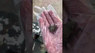 Летучая Мышь #shorts