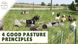 4 Good Pasture Principles