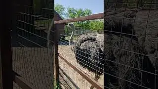 огромный страус