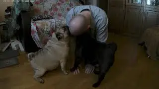 Мопсы моют хозяина!