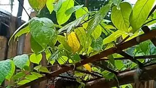 How to cut the rainy days [Amazing video of the early morning]