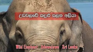 Wild Elephant | Udawalawe
