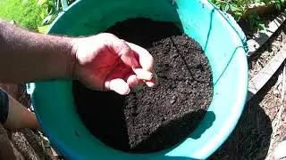 Garlic Planting 2021 - Arizona in October