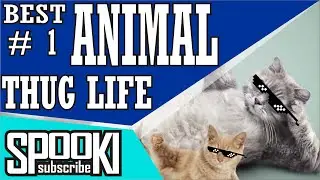 FUNNY VIDEO Best Animal thug Life #1
