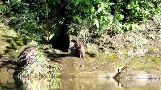 Mink Sighting - South Fork Eel River