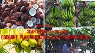 Simple ways of sowing Coconut, Plantains and Fluted Pumpkin (Ugu)