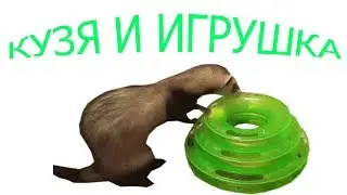 A ferret!!! Ferret pet!!! Ferrets playing!!! Хорек приколы!!! Хорек играет!!! Приколы хорьки!!!