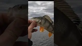 ПОЙМАЛ ОКУНЯ НА МИКРОДЖИГ #окунь #рыбалканаокуня #микроджиг #perch #bass #рыбалка #fishing #shorts