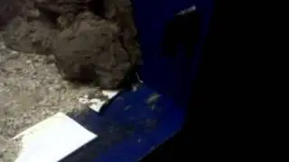 Deposizione uova Abudesduf nella laguna tropicale