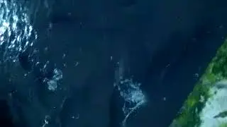 Клариевый сом