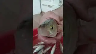 рыбалка на южном урале #отдых #рыбалка #лето