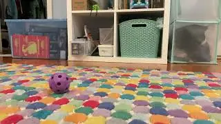 Ball rolling stop motion #stopmotion @MeepMotionStudios