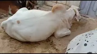 bht mhngy lai lie janver.... hum nai hi kharab kardia