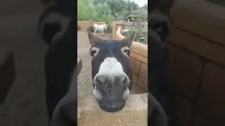 Осел машет головой