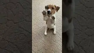 Приколы с Животными, самые смешные