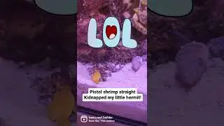 "Nothing to see here" - Goby