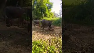 a morning in the village | village life |mera gav | my village life #nature #farming #villagelife