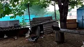 Мое утиное хохяйство,Юлька лучшая уточка.