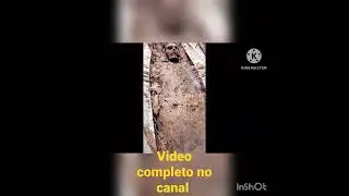crânio seco