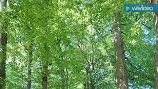 De natuurbeelden (fotografie)