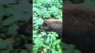 Vaska got lost in the forest😢 