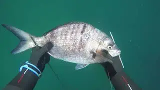 Sargos de invierno en poca agua, Pesca Submarina en Asturias