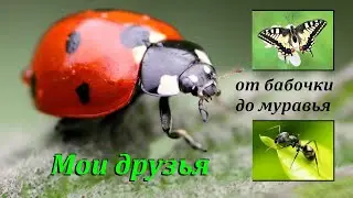 Мои друзья - от бабочки до муравья