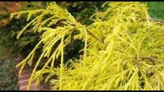 #Кипарисовик2 #Chamaecyparis2 #Хвойные растения29 #Conifers29 Декоративные растения