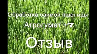 Гумат калия применение на озимой пшенице.Отзыв