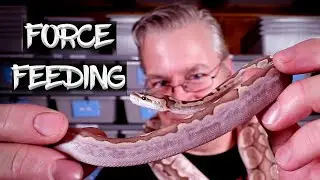 Force Feeding Ball Pythons