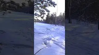 ЗАЯЦ БЕЛЯК ВЫШЕЛ НА НОМЕР