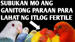 SUBUKAN MO ANG GANITO