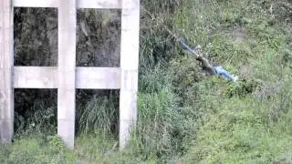Fabiana's fall.