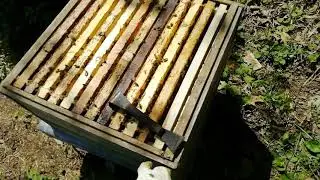 Карника австрийской селекции от Антона Реберника. Матка 2018г.