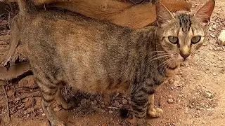 Feeding & watering a Sweet Pregnant Stray Cat — She Deserves Kindness Too 🐾😻